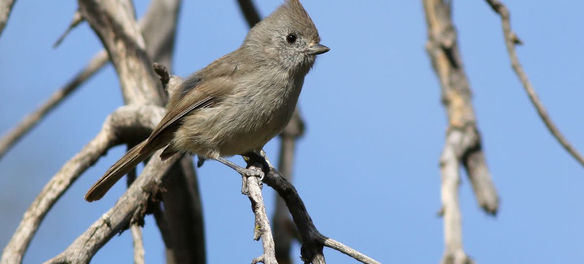 Oak Titmouse