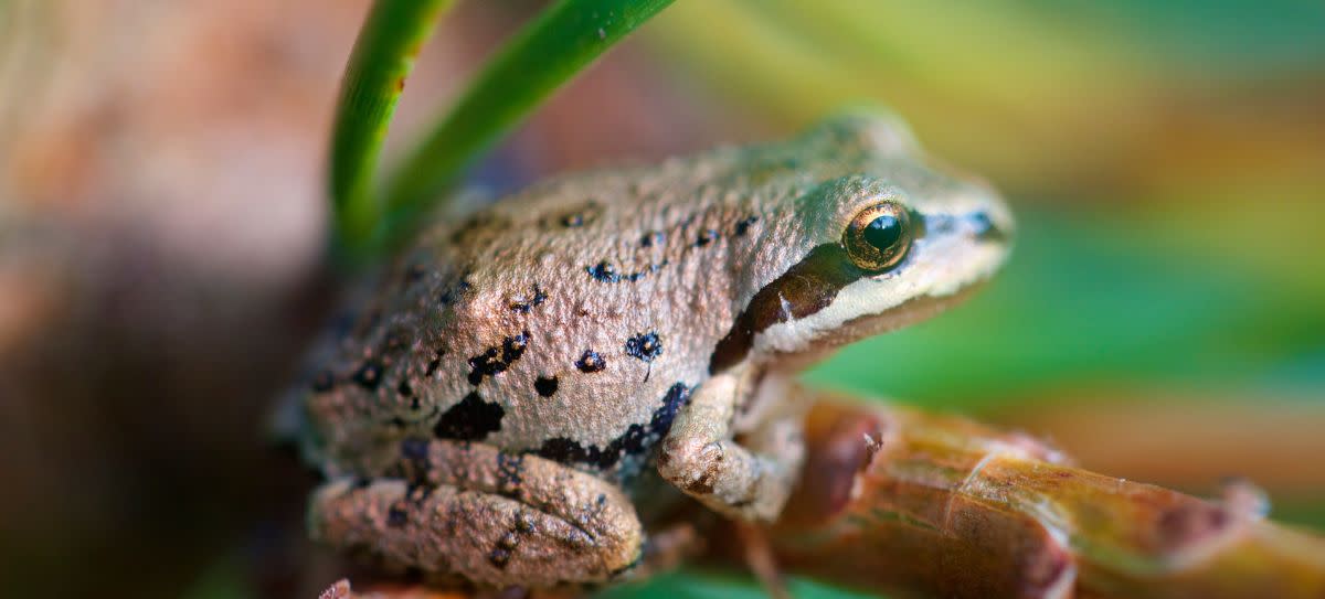 Pacific Treefrog