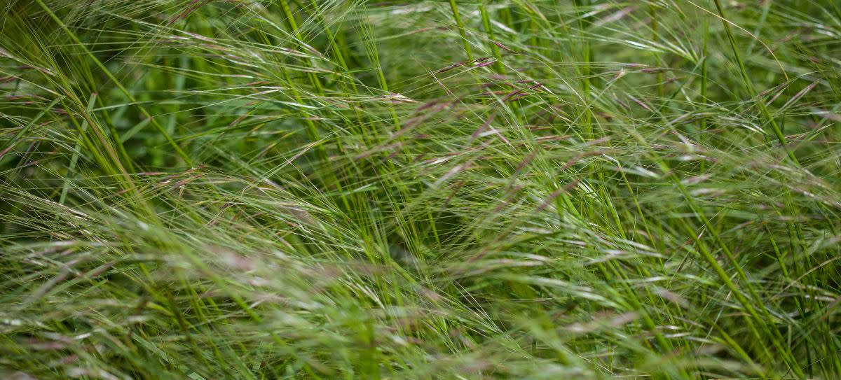 Purple Needlegrass