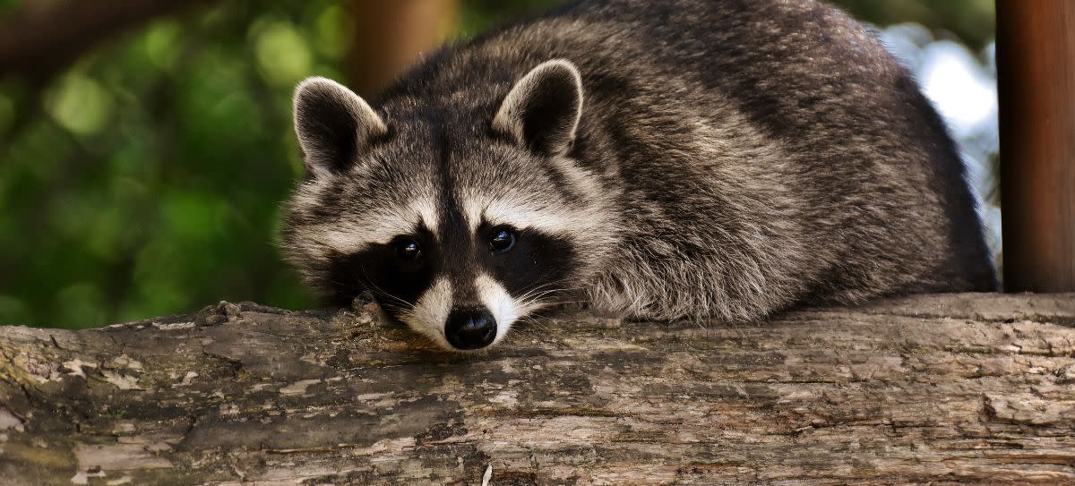 Raccoon