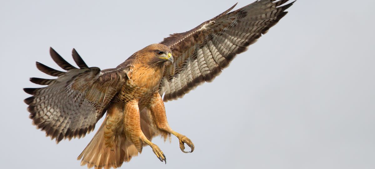 Red Tailed Hawk