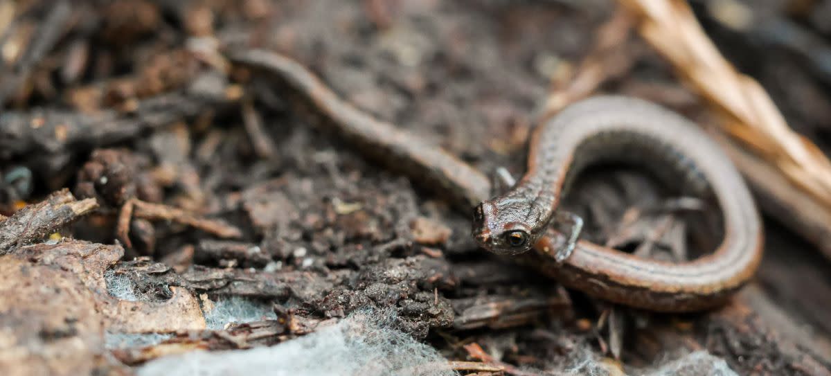 Slender Salamander