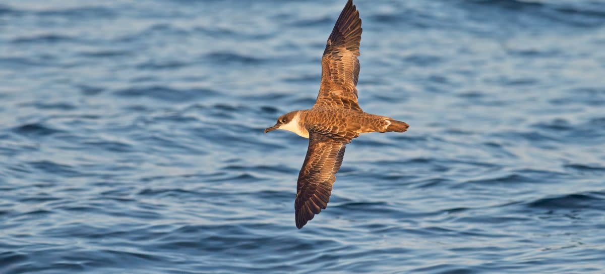 Sooty Shearwater