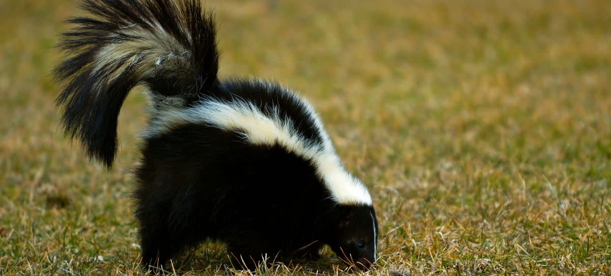 Striped Skunk