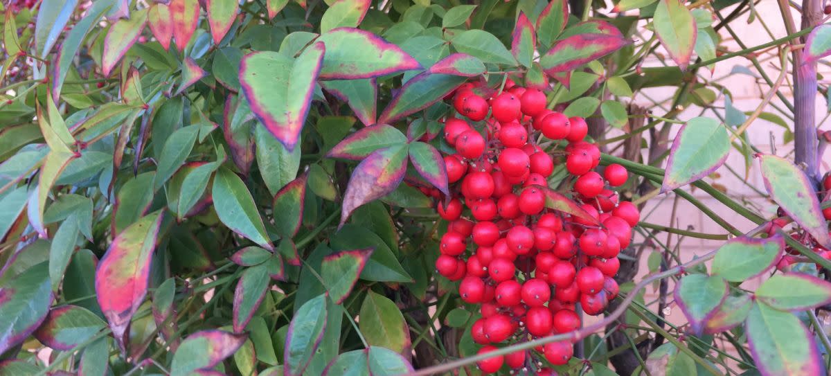 Toyon