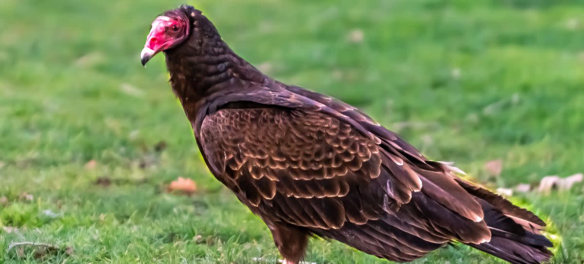 Turkey Vulture