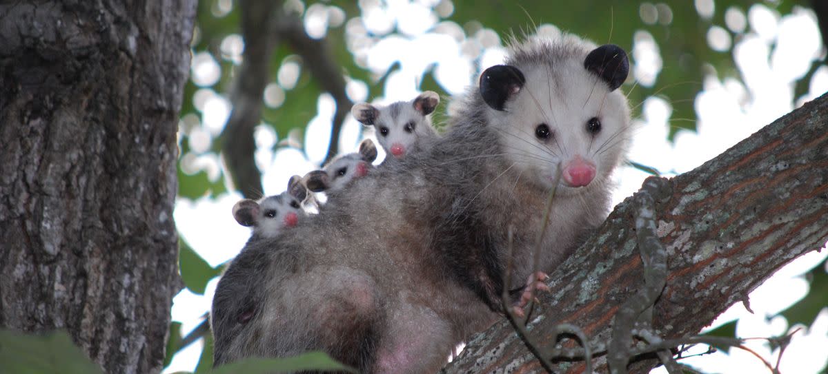 Virginia Opossum