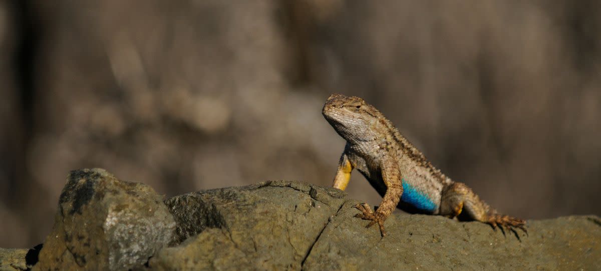 Western Fence Lizard