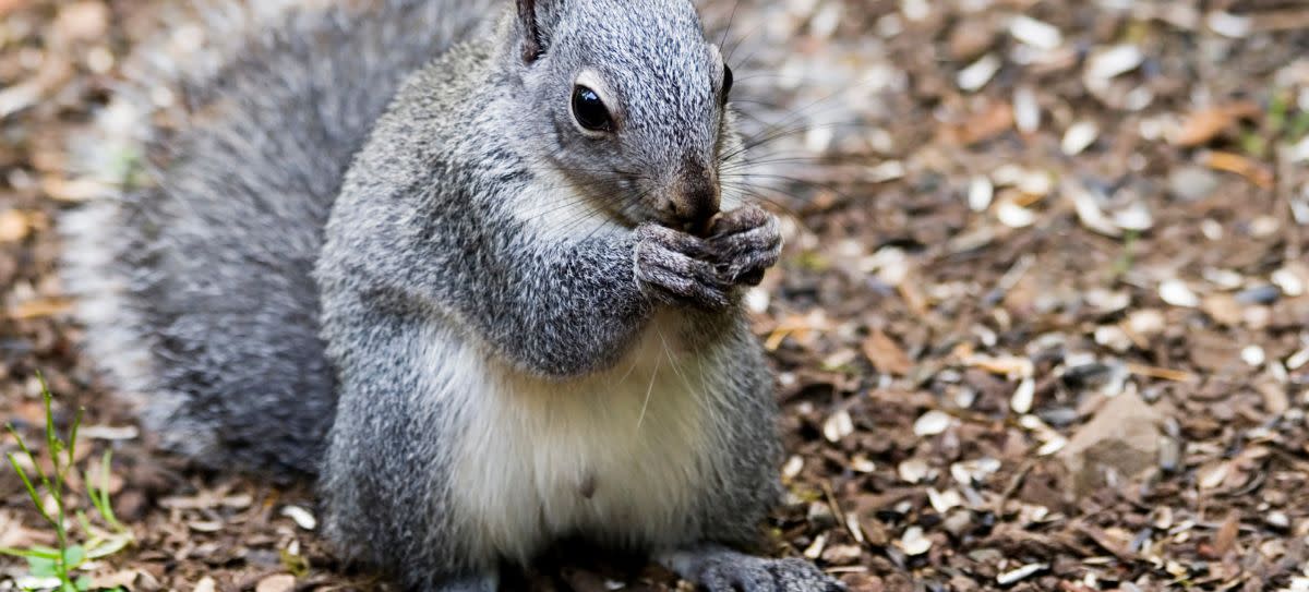 Western Gray Squirrel