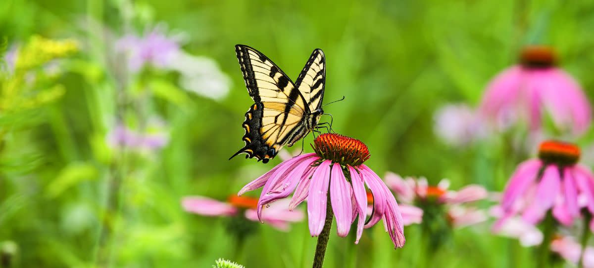 Western Tiger Swallowtail