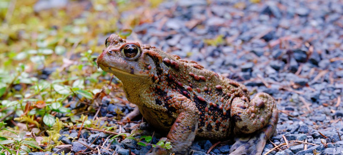 Western Toad