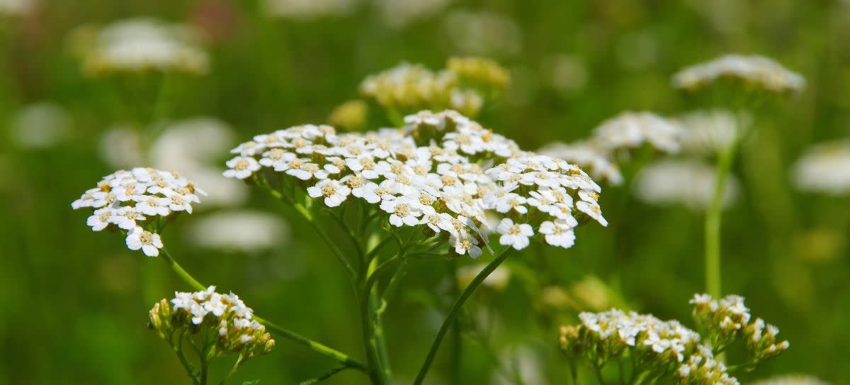 Yarrow