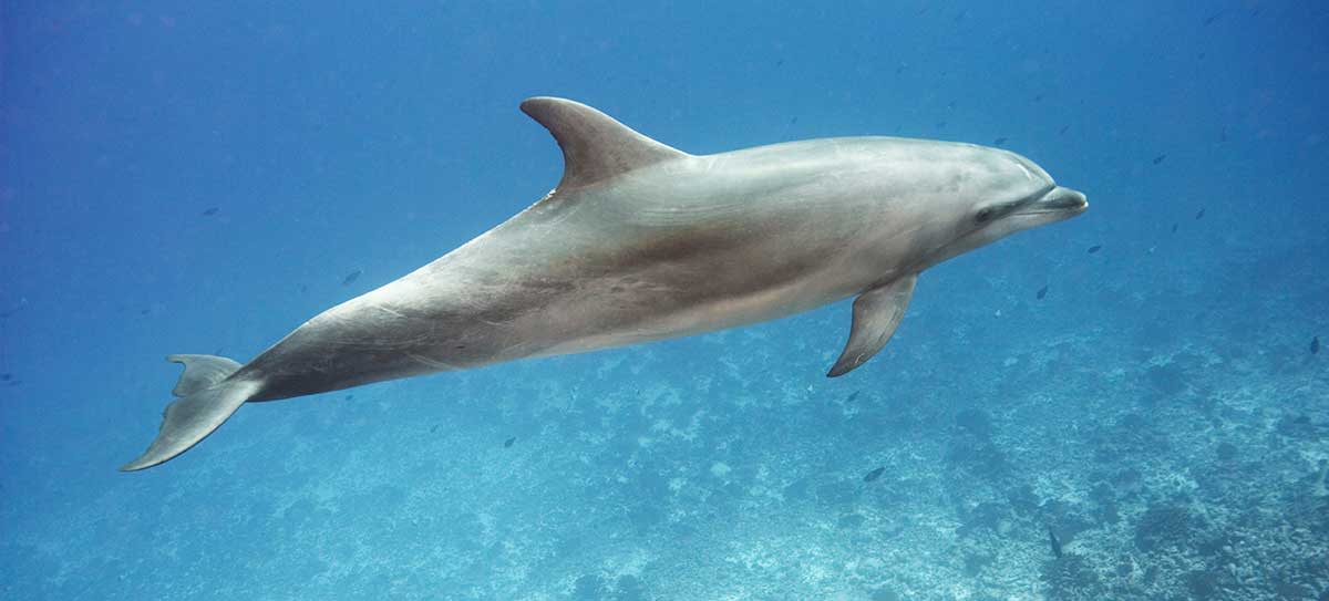 Dolphin