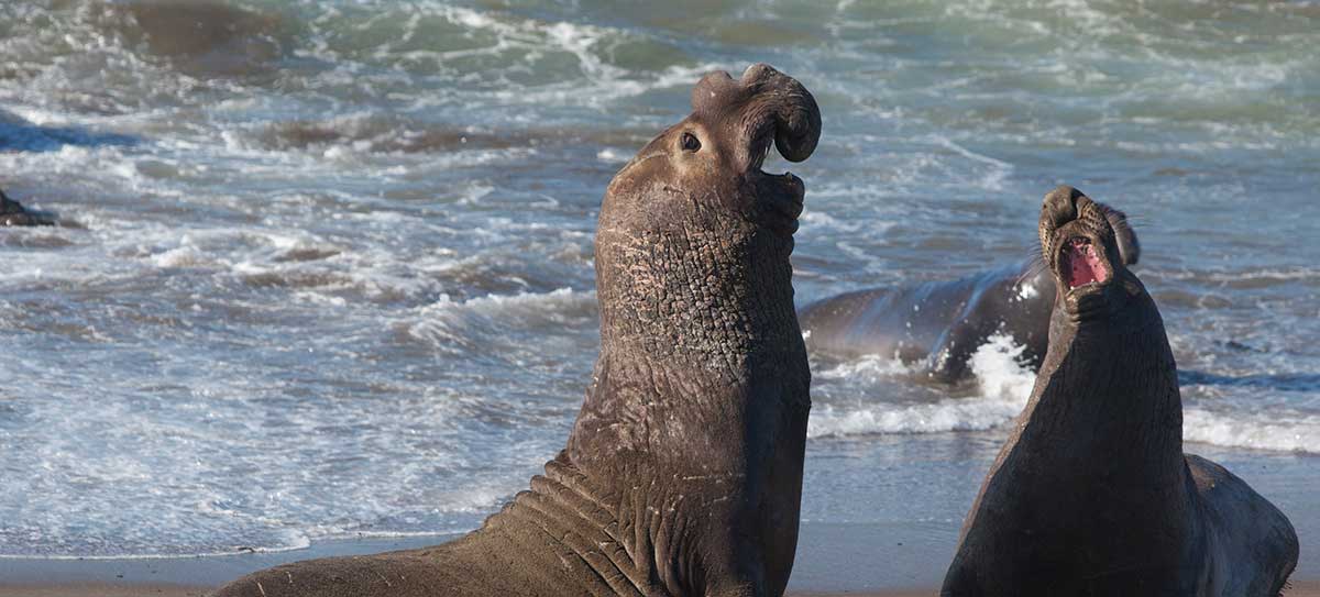 Elephant Seal