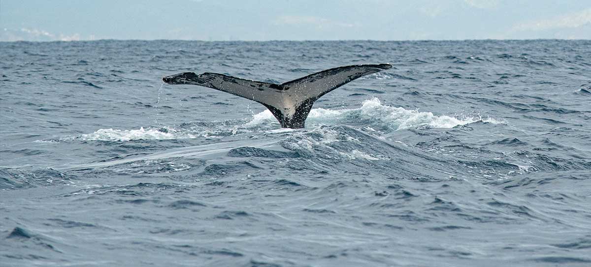 Gray Whale