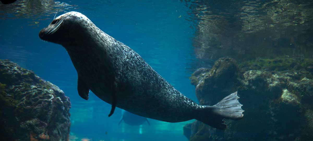 Harbor Seal