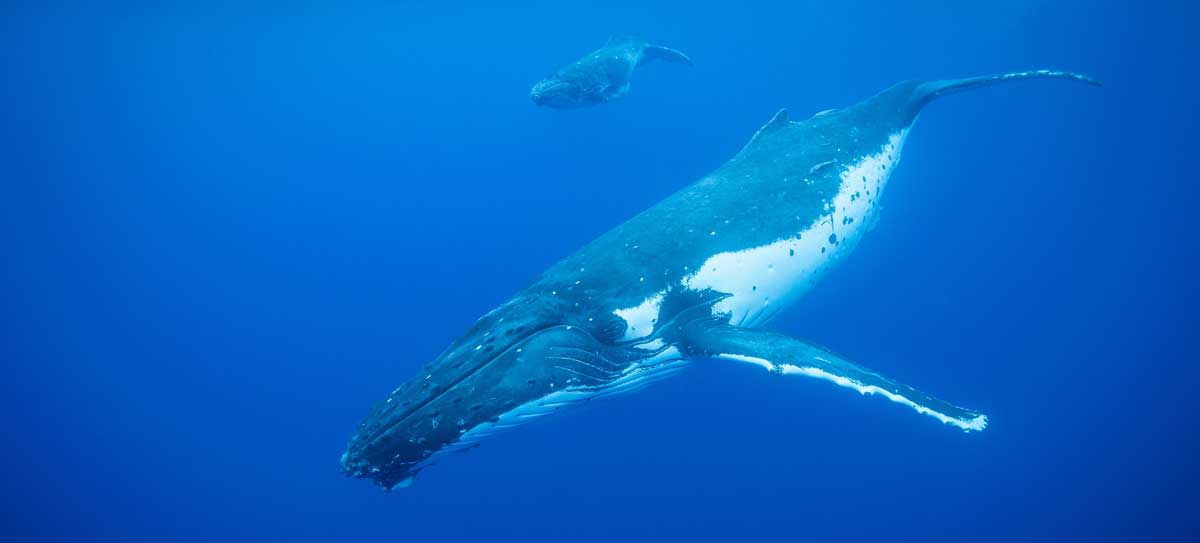 Humpback Whale