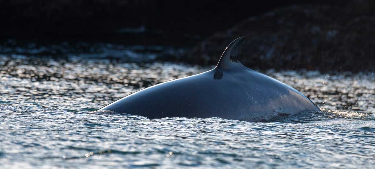 MInke Whales