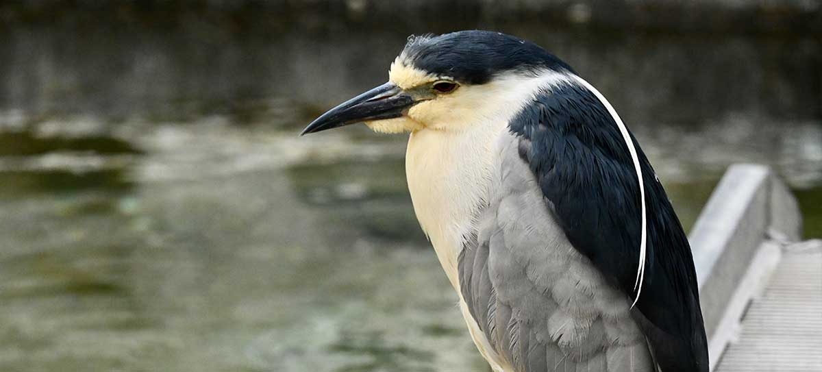 Night Heron