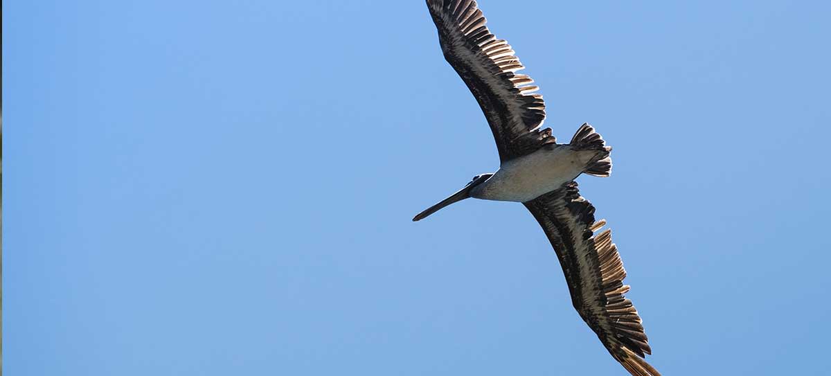 Pelican