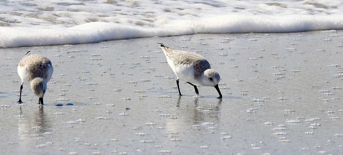 Plovers