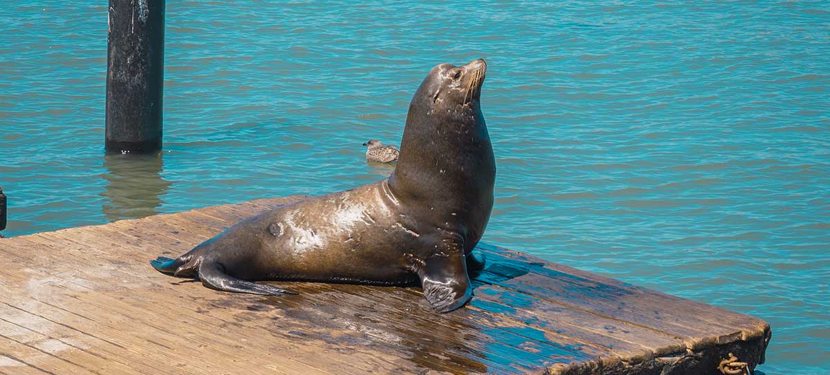 Whales and Marine Mammals in Pismo Beach