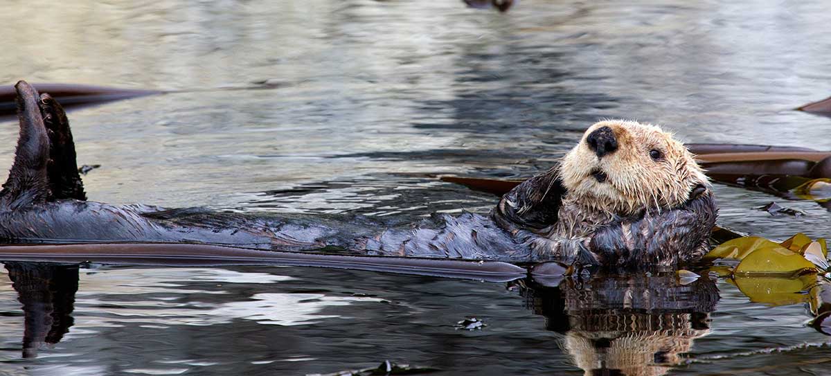 Sea Otter