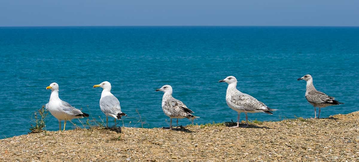 Seagulls