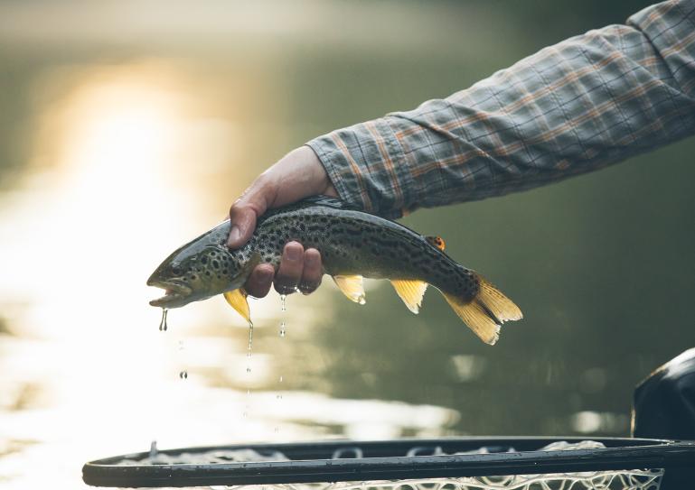 Fly-fishing on the Yellow Breeches Creek