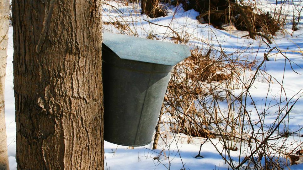 Tree Tapping at Indiana Dunes National Park