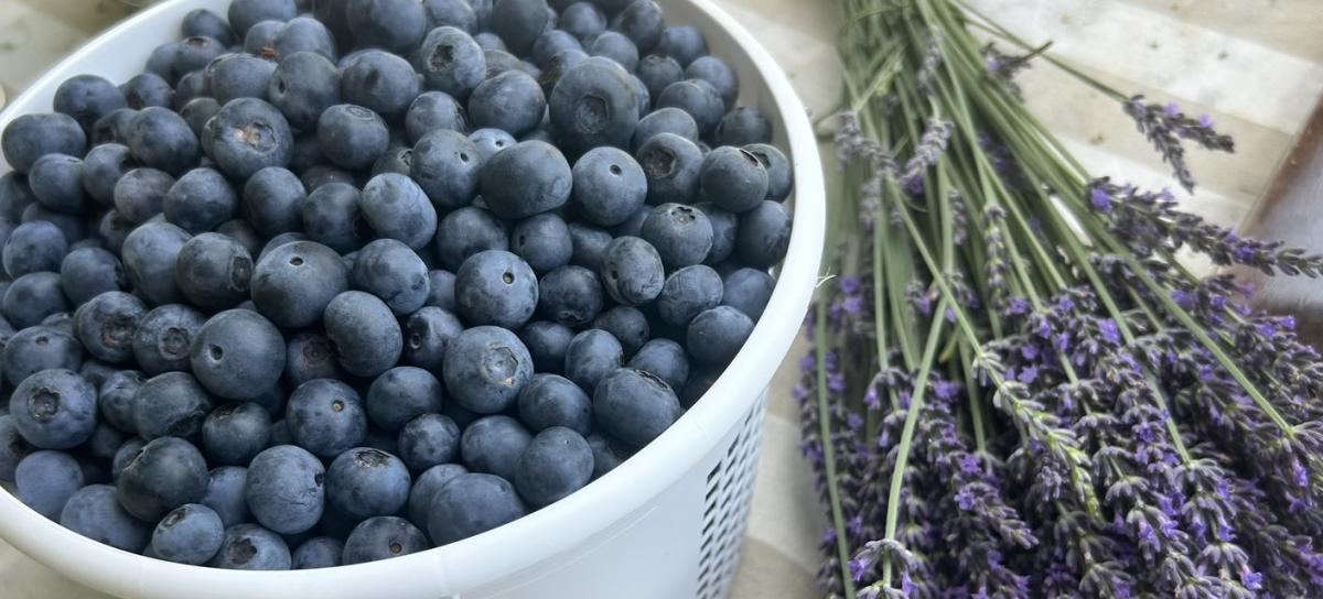 Bucket of blueberries beside a bushel of lavender