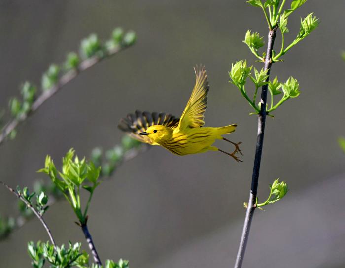 Yellow warbler bird