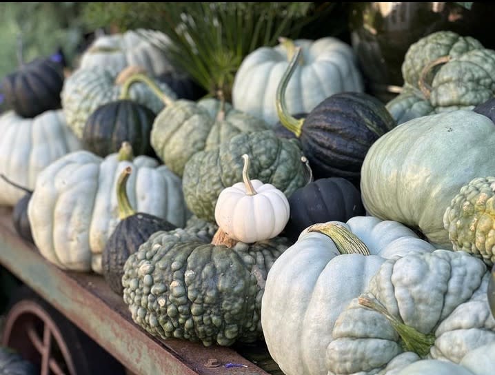 A collection of pumpkins at Farmer's Daughter