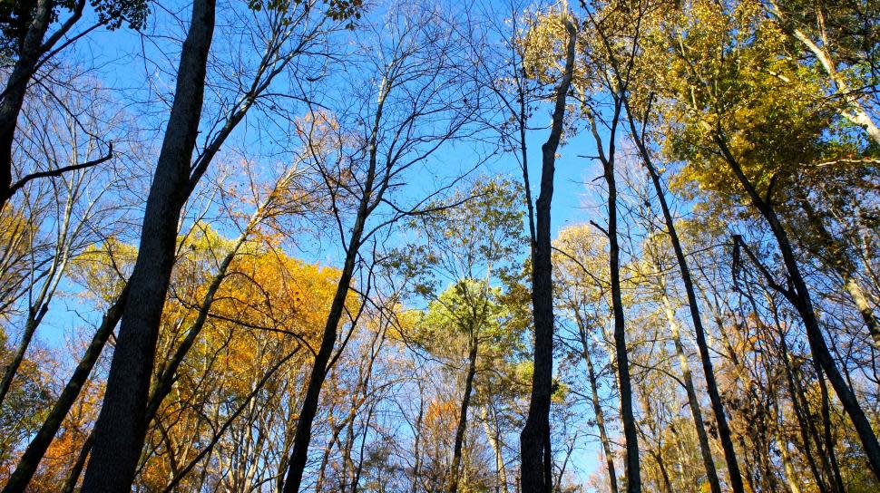 Mt. Airy Forest in the fall