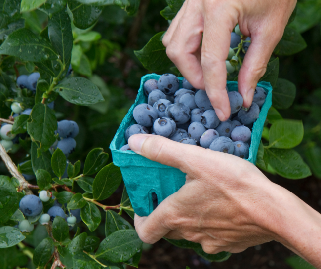 Blueberry Picking with Blueberries in Carton