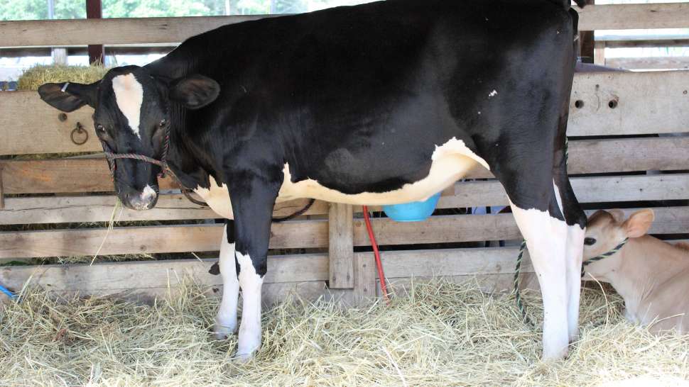 Washington County Fair