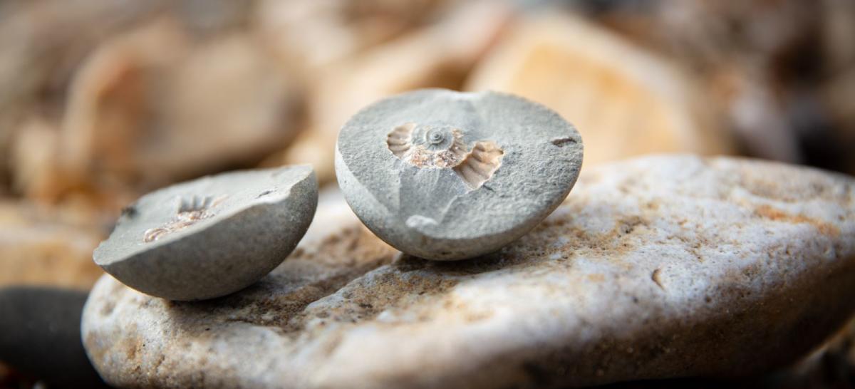 Stone revealing a fossil inside