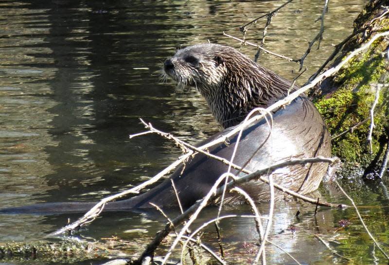 Muscatatuck-National-Wildlife-Refuge