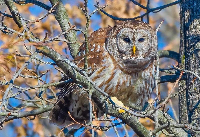 A Barred Owl perched in a tree at Muscatatuck National Wildlife Refuge during winter