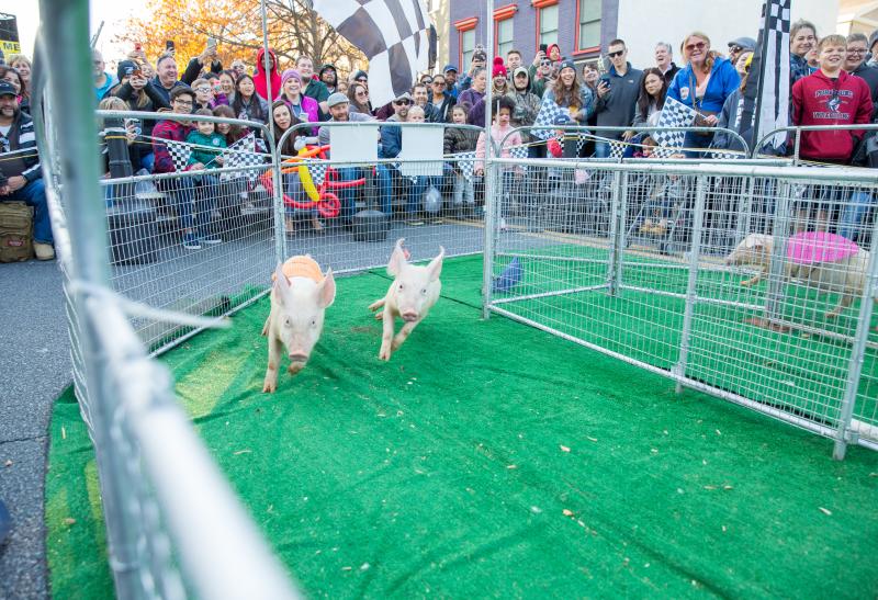 Piglets race at PA Bacon Fest