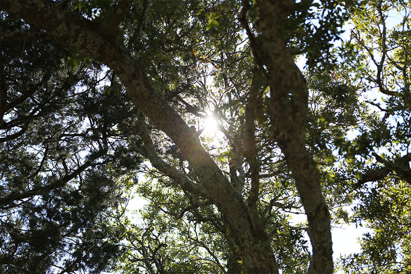 Sunlight through trees