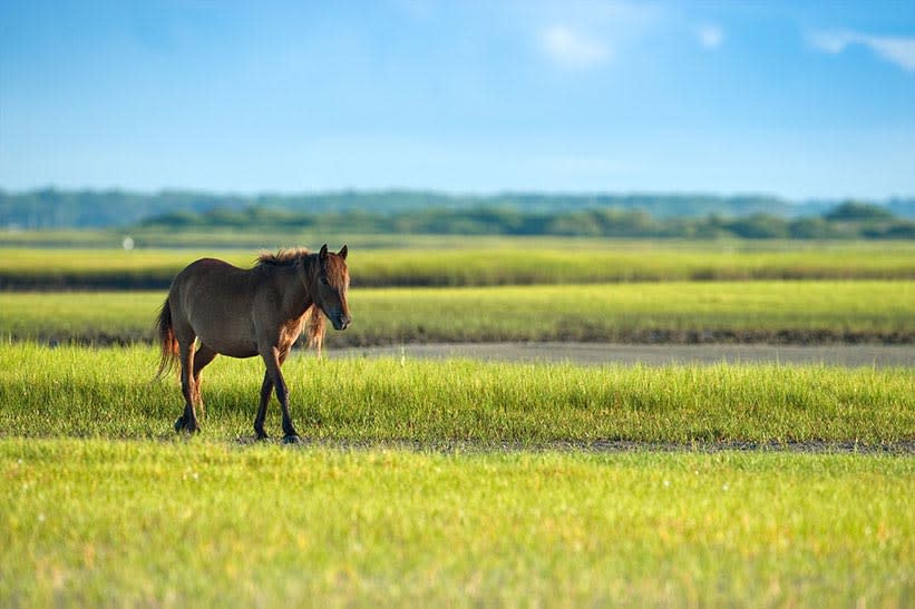 Horse