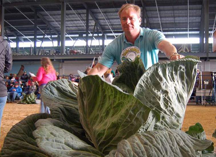 Man weighing giant cabbage