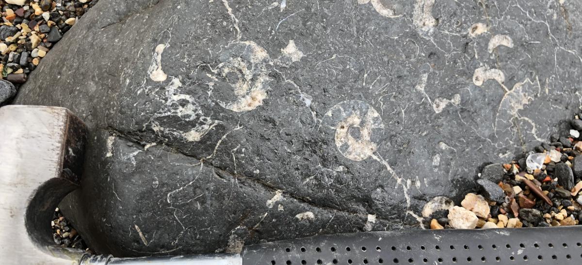 Fossil and hammer, Lyme Regis