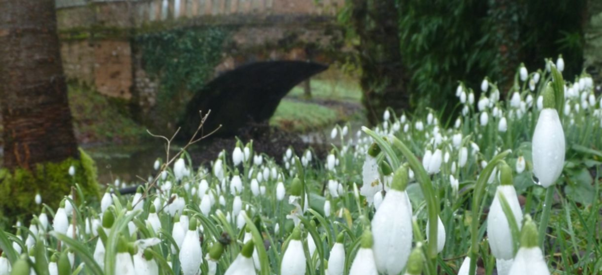 Blog - Minterne Gardens Snowdrops