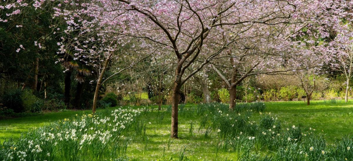 Abbotsbury Subtropical Gardens in the spring with a cherry tree and daffodils in bloom