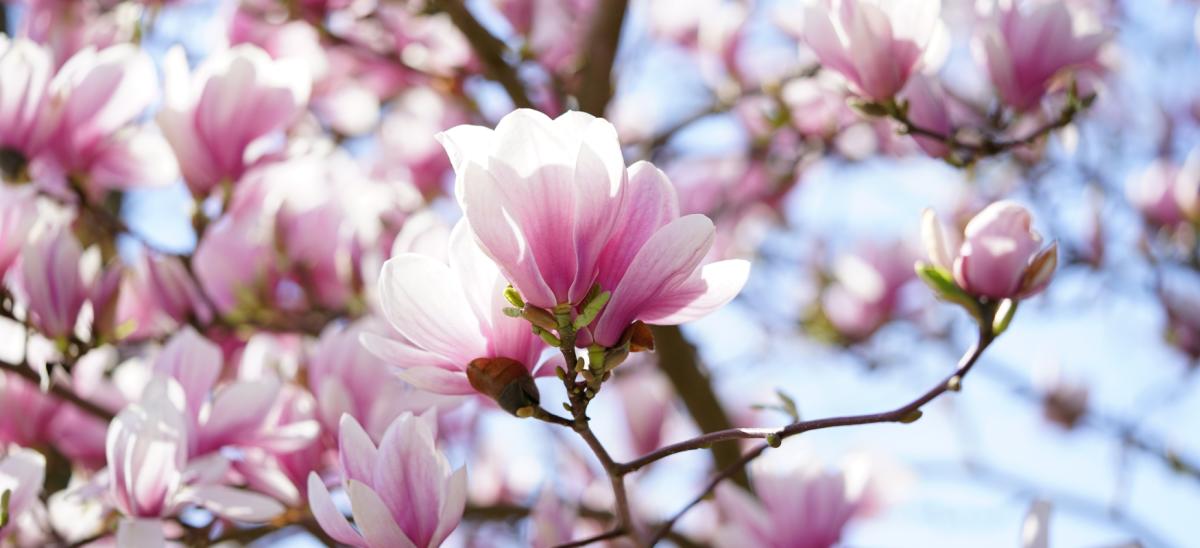 Magnolia Tree with pink and white flowers