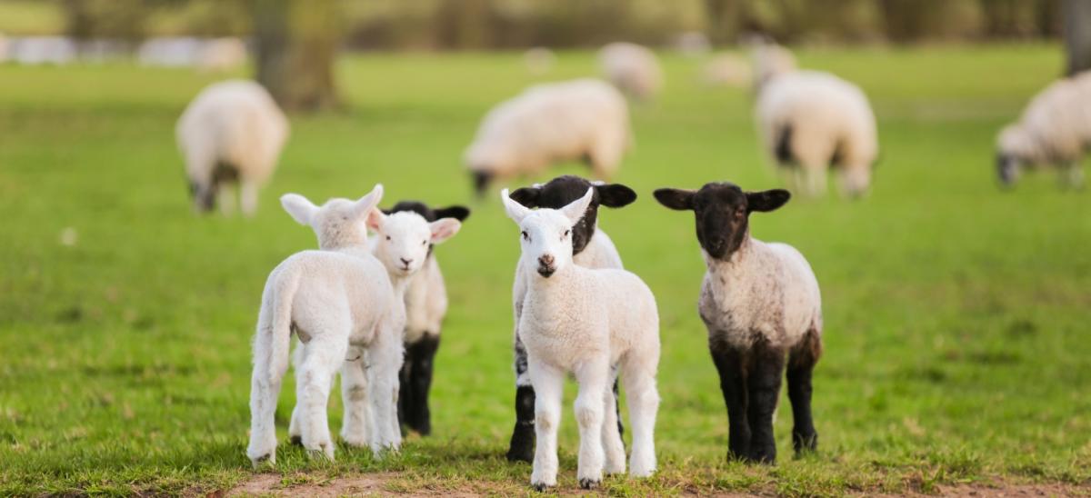 Six lambs in a grassy field