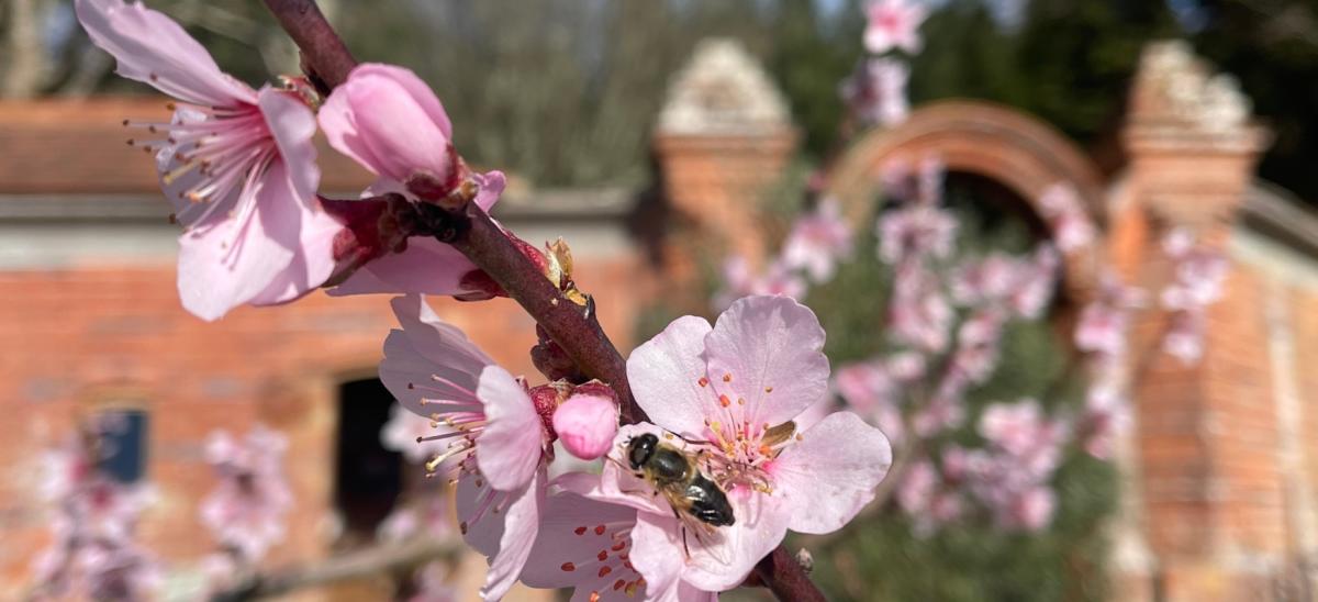 Cherry Blossom at Careys Secret Garden in Wareham during spring