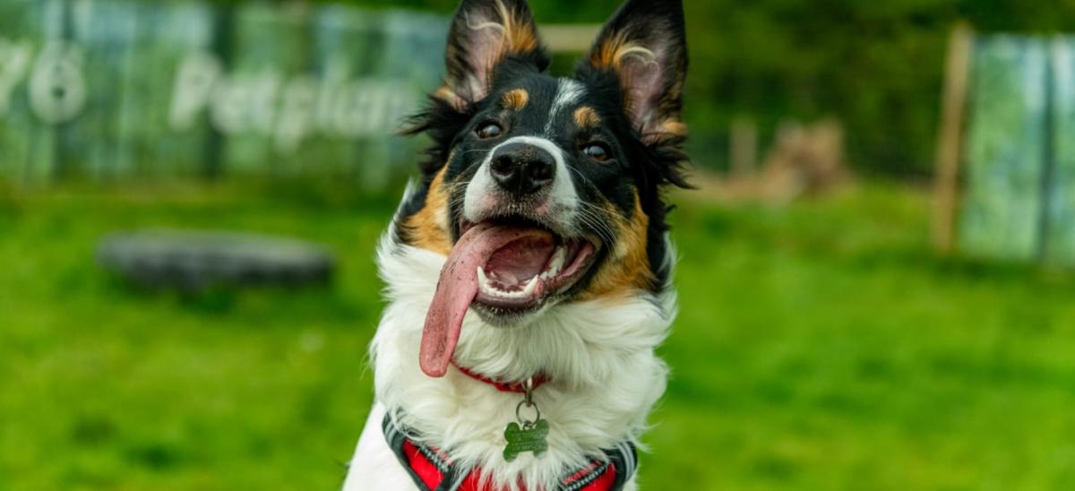 Digby the dog at Canford Park SANG in Dorset